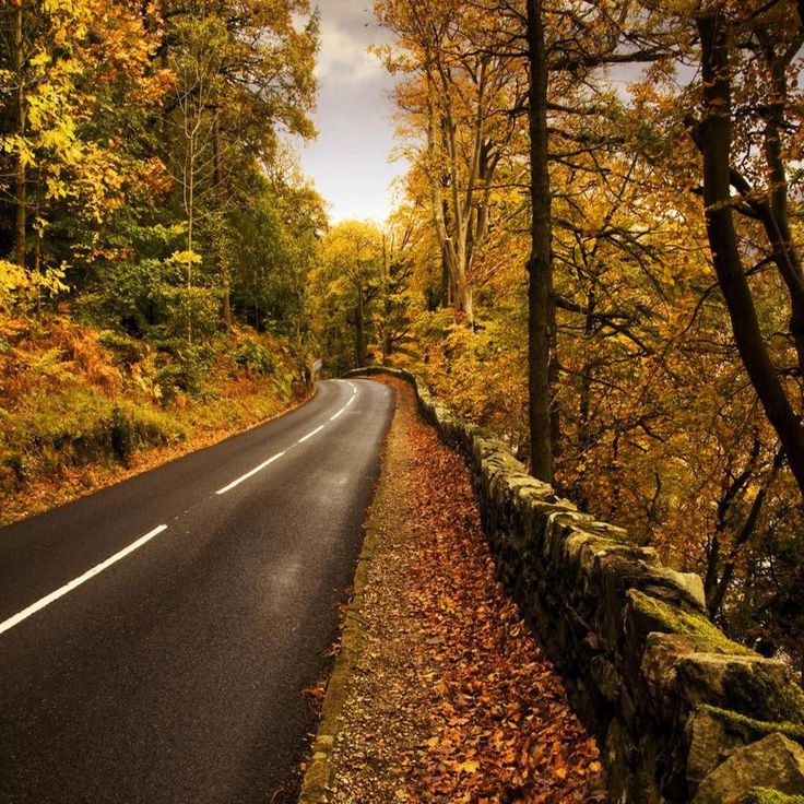 an empty road surrounded by trees and leaves