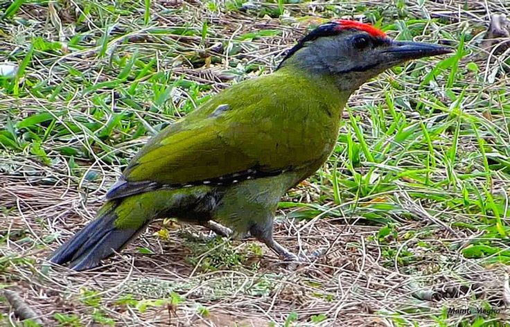 a green bird with a red head standing in the grass