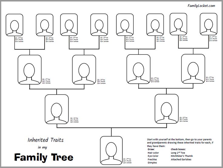 Inherited Traits Family Tree Worksheet | Inherited traits, Family tree ...