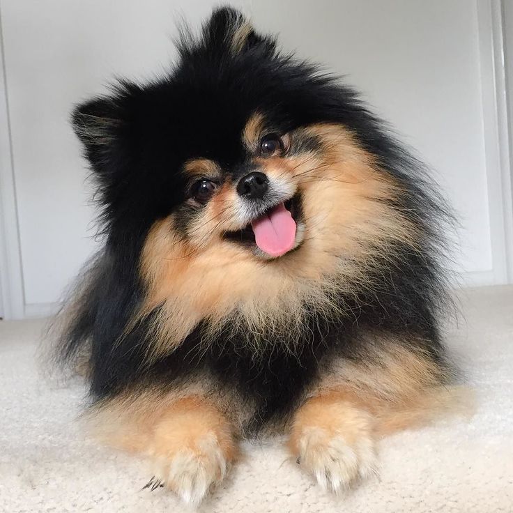 a small black and brown dog sitting on top of a white floor next to a door