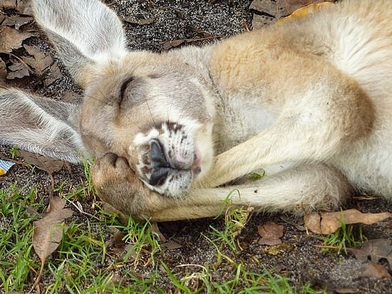 a kangaroo laying on its back in the grass