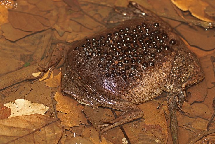 a frog with lots of black dots on it's face sitting in the mud