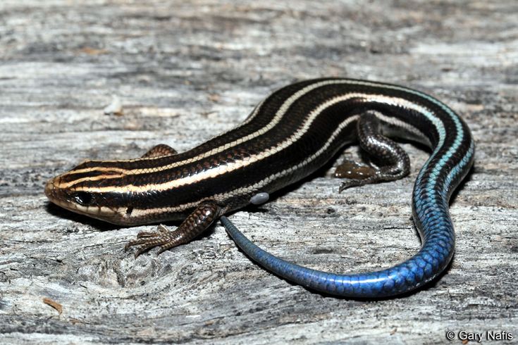 a blue and black lizard sitting on top of a rock