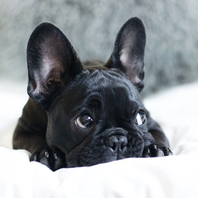 a small black dog laying on top of a bed