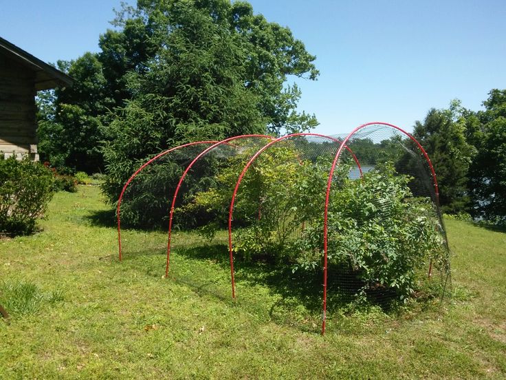 an outdoor garden area with several plants in the grass and two red arches over them