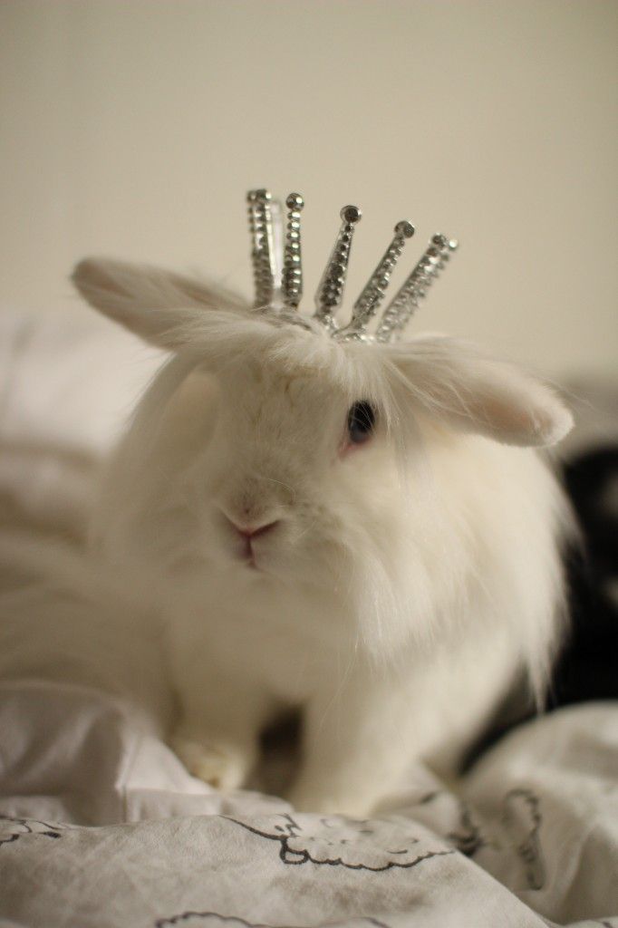 a white rabbit wearing a crown on top of it's head with hair pins in its ears