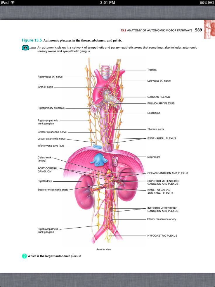 Principles of Anatomy and Physiology, Chapter 15, The Autonomic Nervous