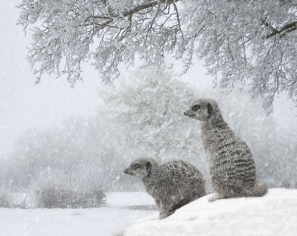 two meerkats sitting on top of a snow covered rock in front of a tree