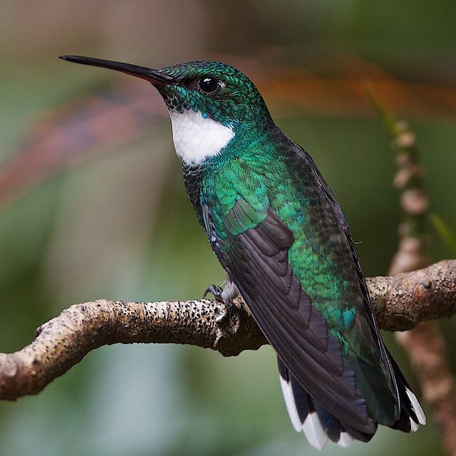 a green and white bird sitting on top of a tree branch