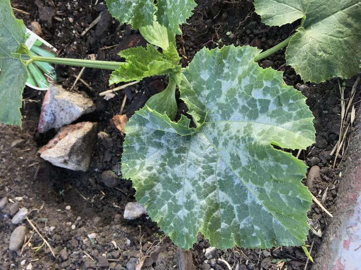 a close up of a plant with leaves and dirt on the ground in front of it