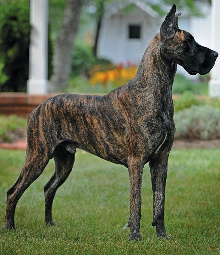 a dog that is standing in the grass