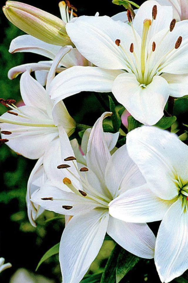 white lilies are blooming in the garden