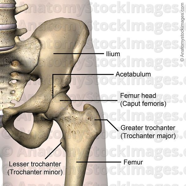 hip-joint-acetabulum-femur-head-caput-femoris-greater-trochanter-lesser-minor-major-ilum-front-skin-names Acetabulum Anatomy, Pelvis Anatomy, Anatomy Of Human, Greater Trochanter, Flesh And Bone, Hip Pain Relief, Skeletal System, Muscular System, Lower Limb