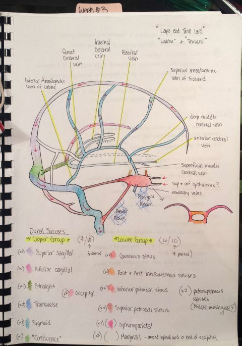 a notebook with a diagram of the human nervous system in it's center section