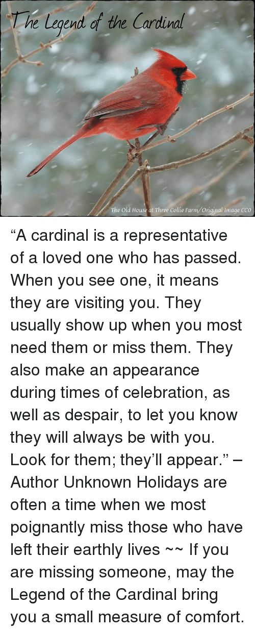 the cardinal is a representative of a loved one who has passed when you see one