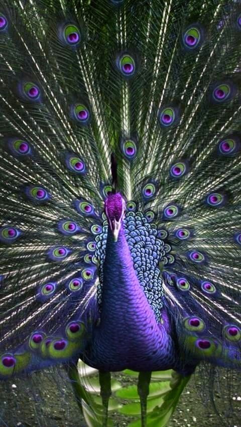 a peacock with its feathers spread out