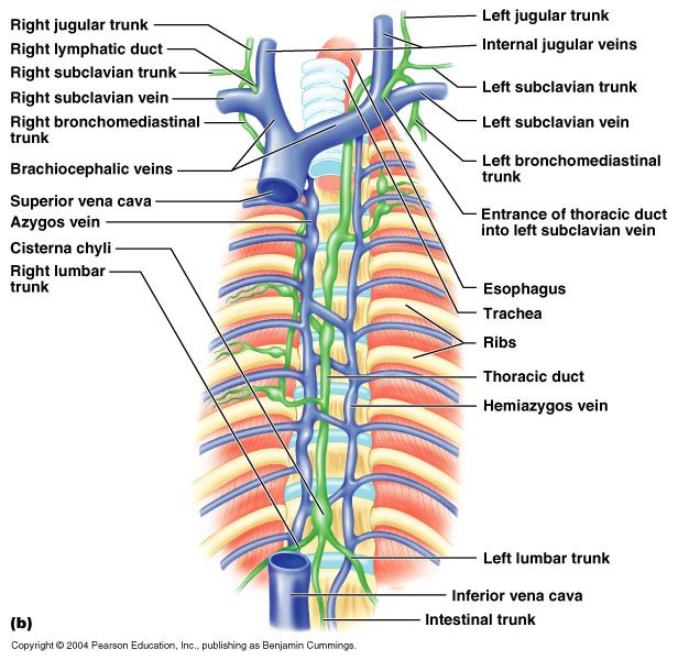 the anatomy of the neck and upper limb