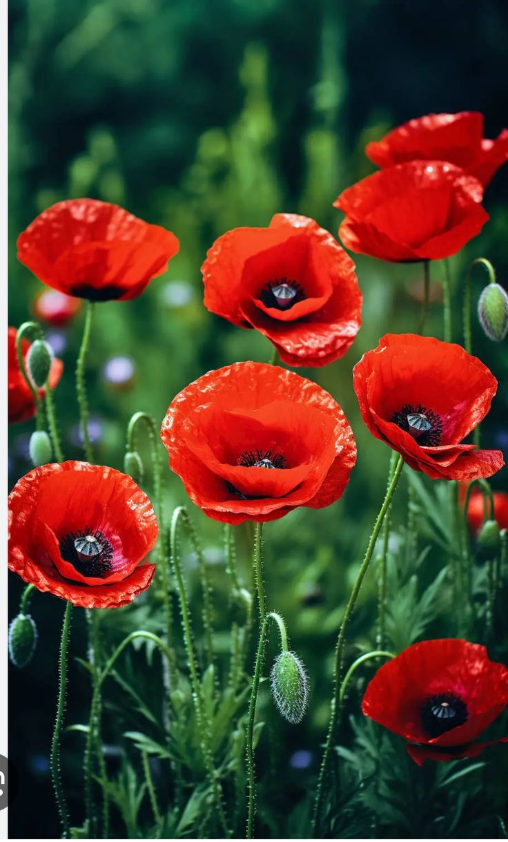 some red flowers are growing in the grass