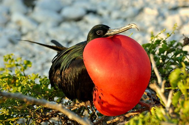 a bird sitting on top of a tree next to a red heart shaped object in it's beak