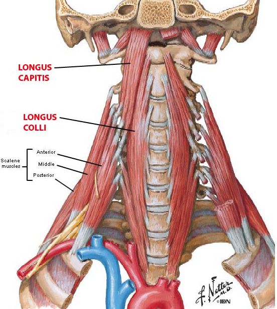 Cervical Motor Control Part 1 - Clinical Anatomy of Cervical Spine ...