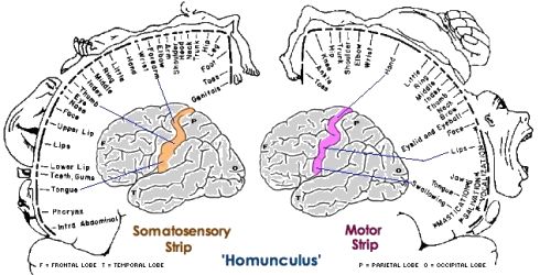 the frontal view of the human brain with labels on each side and labeled sections labelled