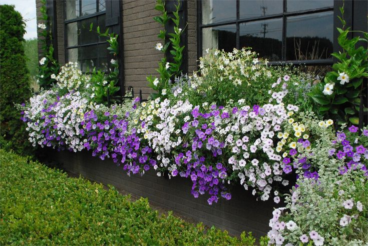 a window box filled with purple and white flowers