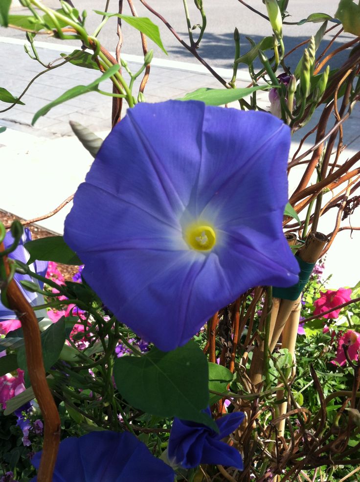 a blue flower with green leaves and purple flowers in the foreground, on a sunny day