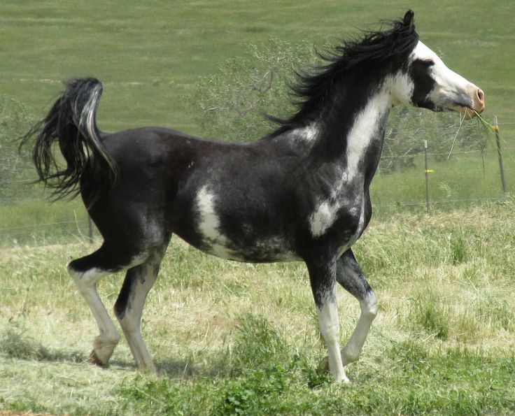 a black and white horse is walking in the grass with its tail blowing up to it's mouth