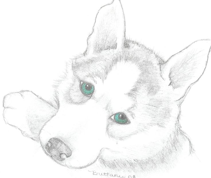 cute-husky-puppy-coloring-page