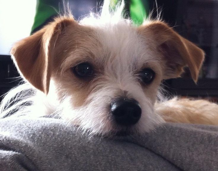 a small white dog sitting on top of a couch