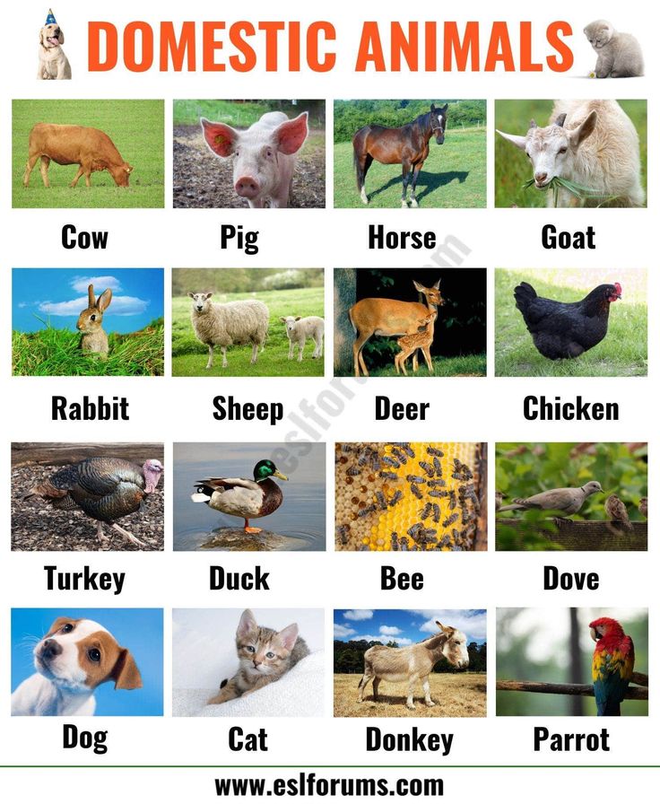 some animals that are standing in the grass and one is looking at something with words on it