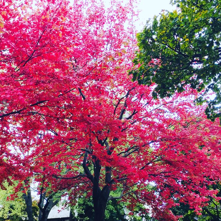 red leaves on trees in the park