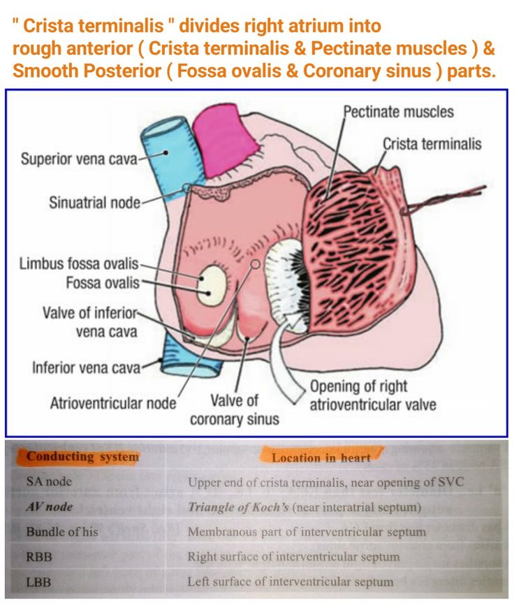 Location of Components of Conducting system of Heart ... Crista ...