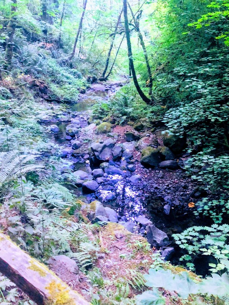 a stream running through a forest filled with lots of green plants and trees on the side of a hill