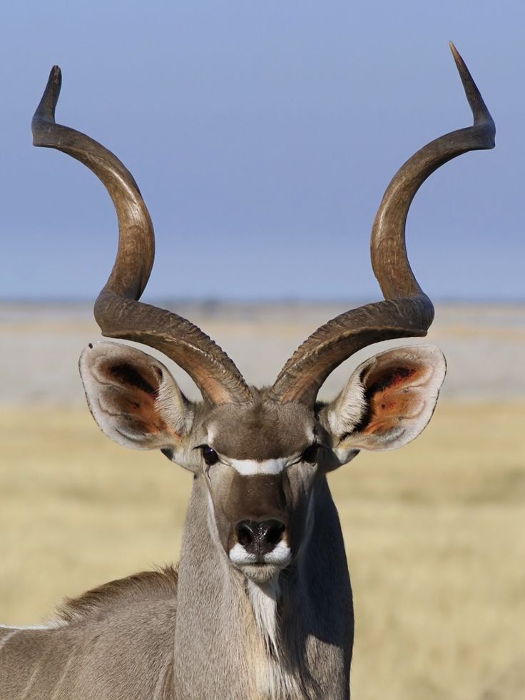 an antelope with large horns standing in the grass