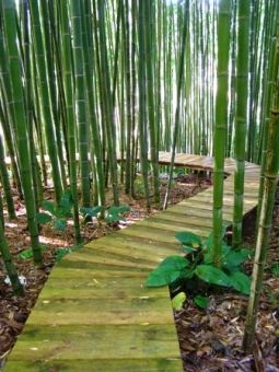 a wooden walkway in the middle of a bamboo forest