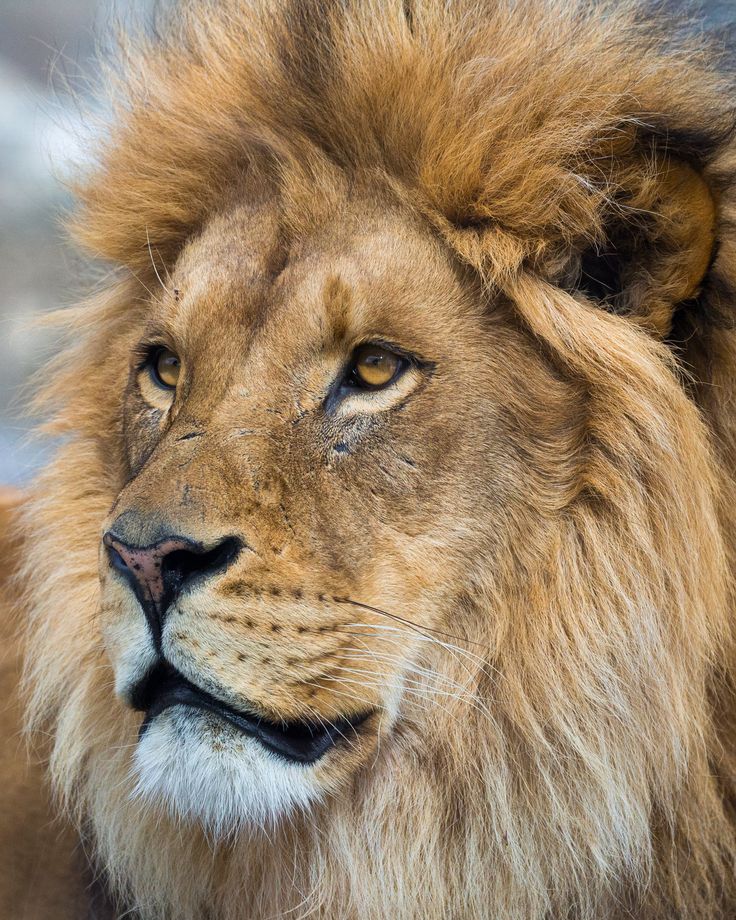 a close up photo of a lion's face