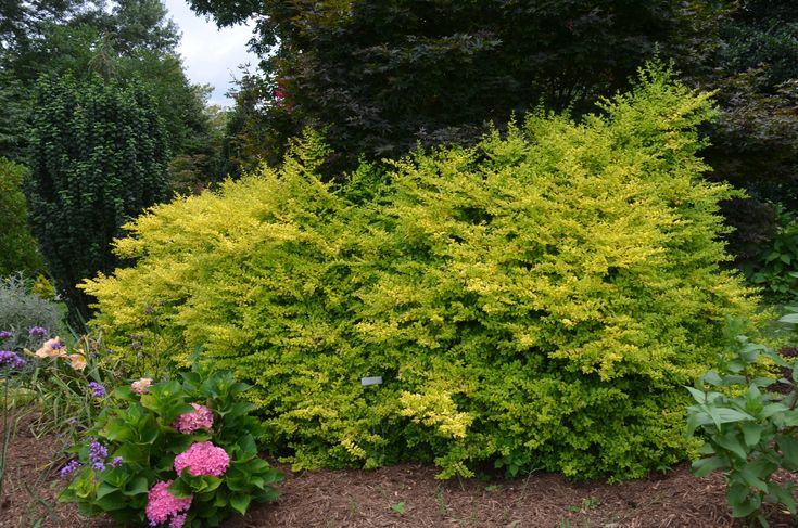 a bush with yellow leaves and pink flowers in the foreground, surrounded by shrubbery