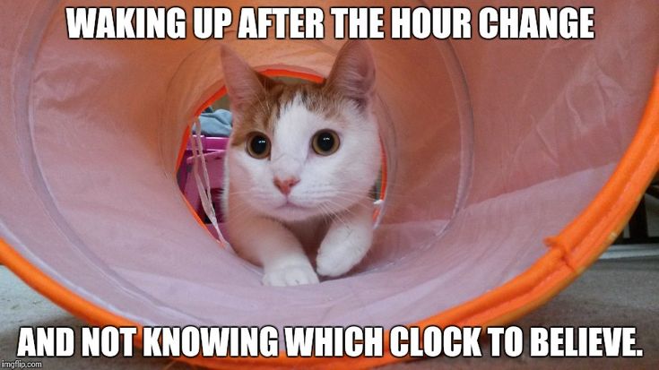 an orange and white cat sitting in a pink tunnel with the caption waking up after the hour change and not showing which clock to believe