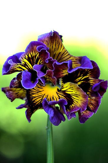 a purple and yellow flower with green background