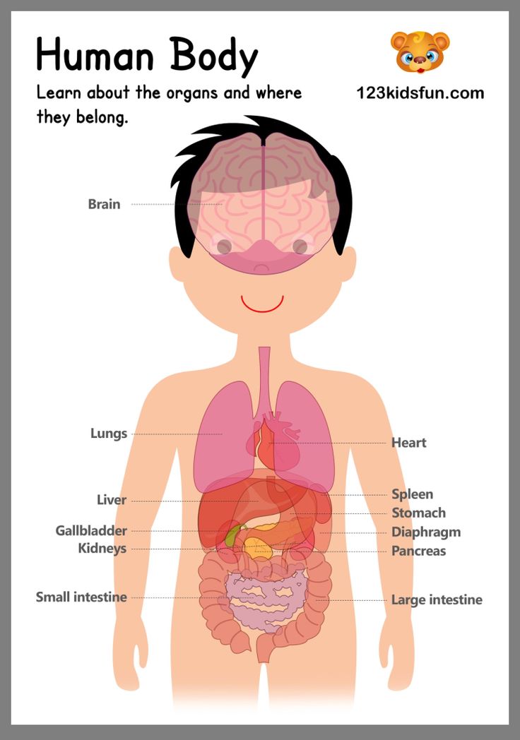 Basic Human Anatomy Diagram