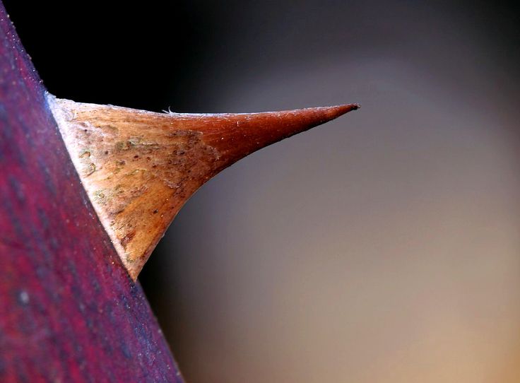 a pencil sticking out of the side of a purple piece of wood