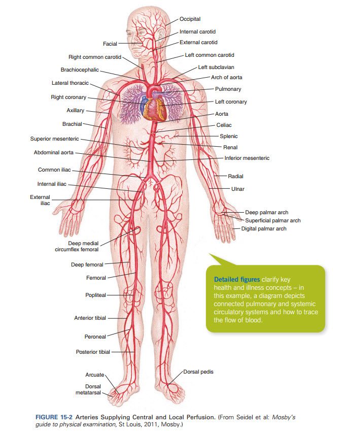 the human body and its major vessels