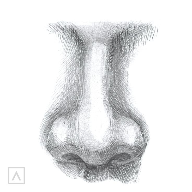 a pencil drawing of a nose