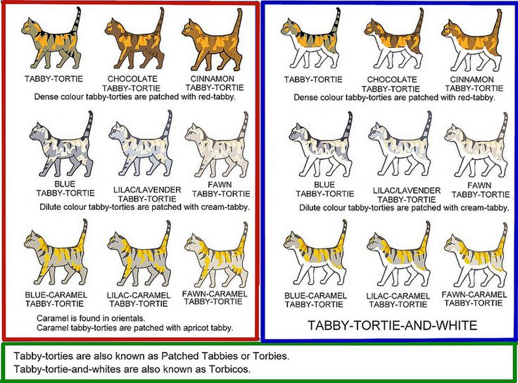 Tabby Tortie Colour Chart | Ragdoll cat colors, Cat colors, Tabby