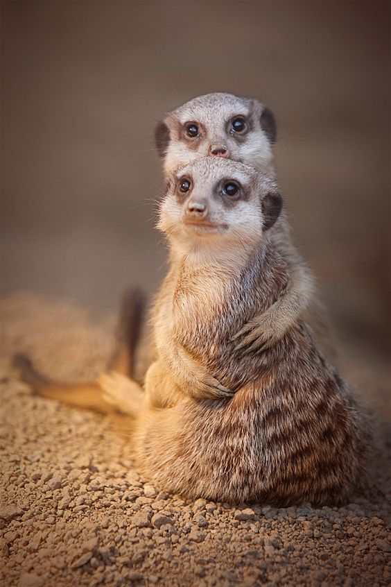 two meerkats sitting next to each other on the ground looking at something