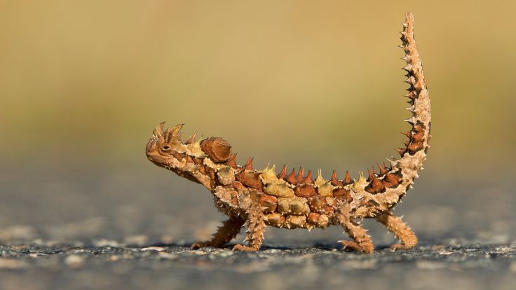 a small lizard is walking on the pavement