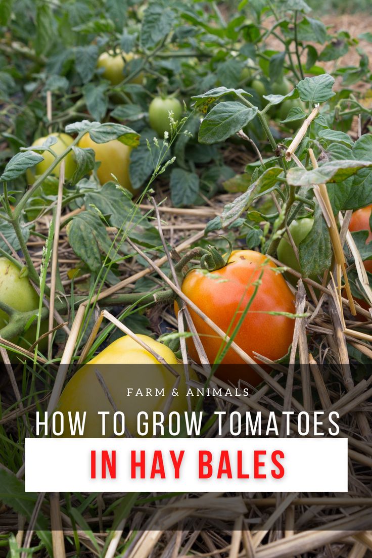 tomatoes growing in hay bales with text overlay how to grow tomatoes in hay bales