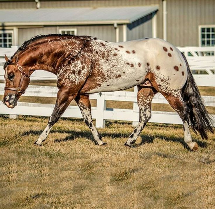 a brown and white horse walking across a grass covered field next to a white fence