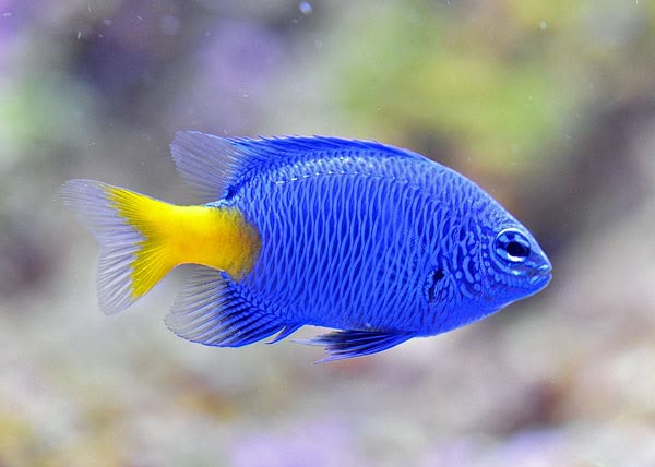 a blue and yellow fish in an aquarium